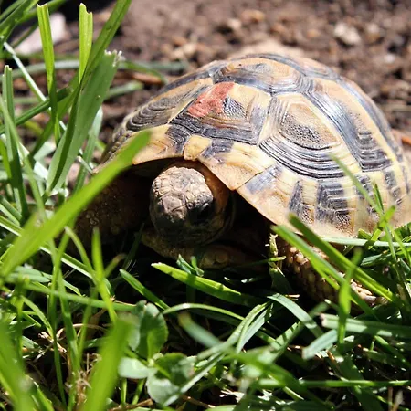 6178e Lejlighed Vodice